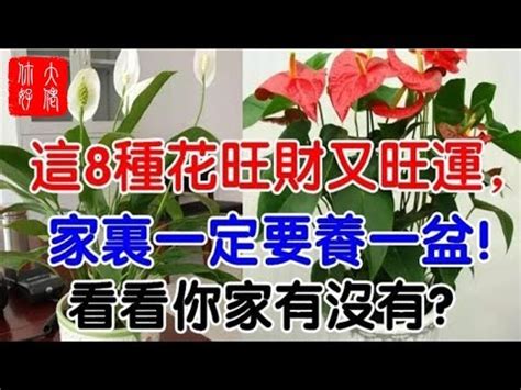 紅掌花風水|【紅掌風水】紅掌風水擺放大全：擺對讓你財富旺不止！